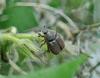 Hoplia argentea